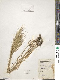 Bromus rigidus image