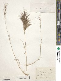 Bromus rubens image