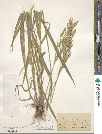 Bromus secalinus image