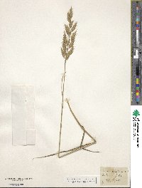 Bromus secalinus image