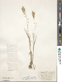 Bromus secalinus image