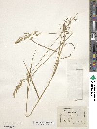 Bromus secalinus image