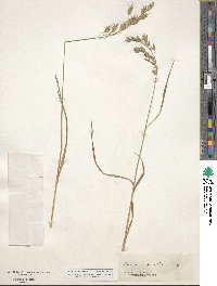 Bromus secalinus image