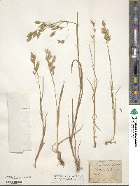 Bromus secalinus image