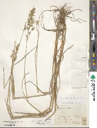 Bromus secalinus image