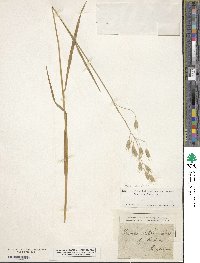 Bromus secalinus image