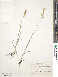 Bromus squarrosus image