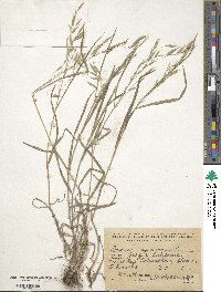 Bromus squarrosus image