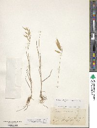 Bromus squarrosus image