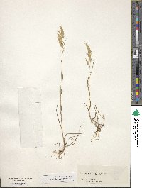 Bromus squarrosus image