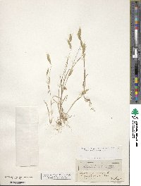 Bromus squarrosus image