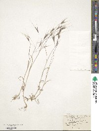 Bromus sterilis image