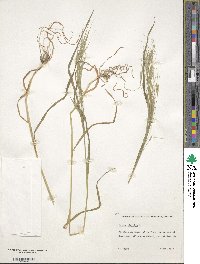 Bromus sterilis image