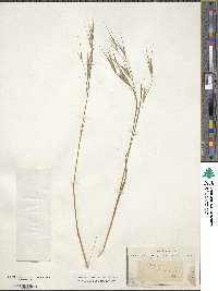 Bromus sterilis image