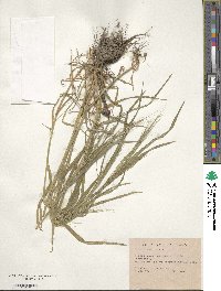 Bromus sterilis image