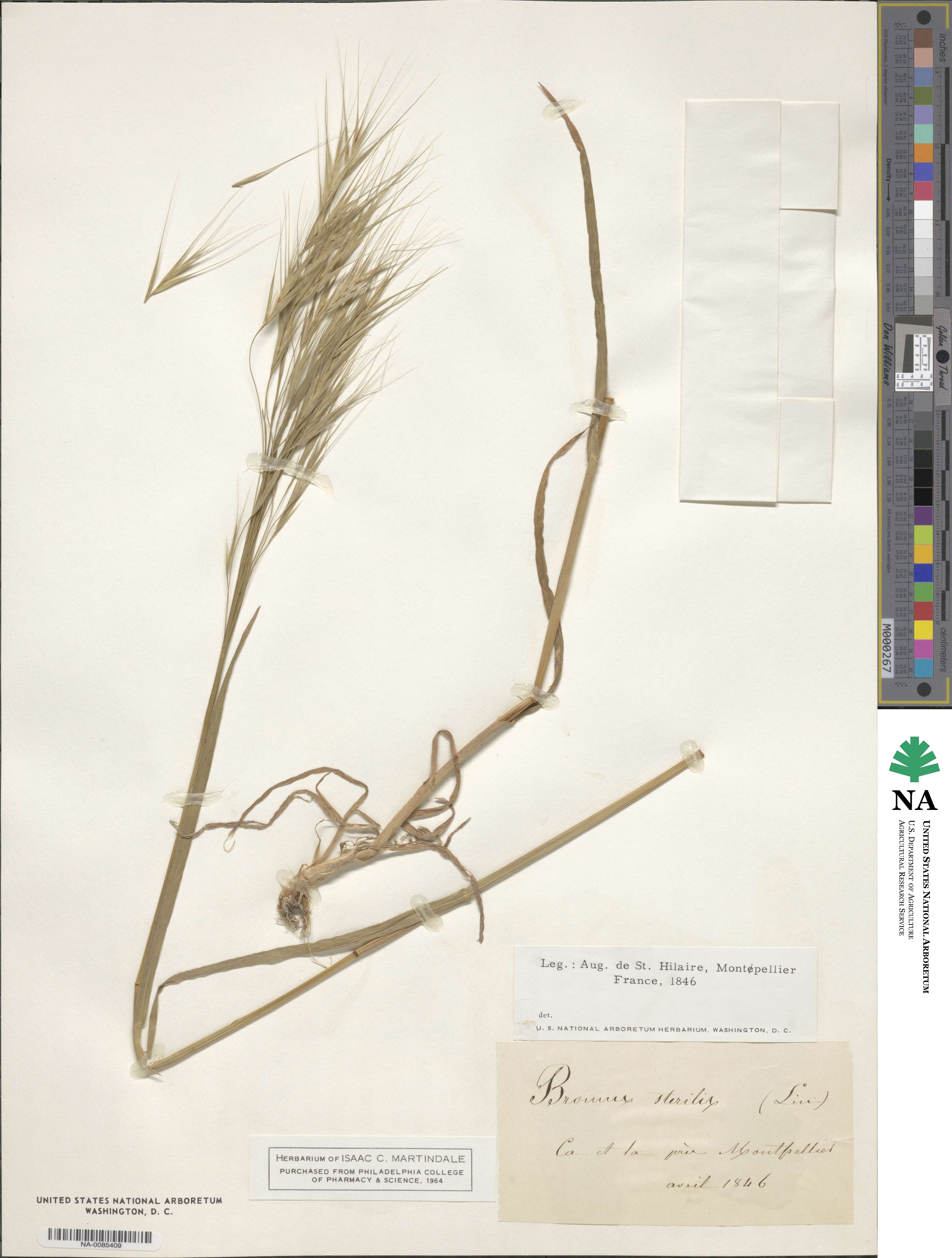 Bromus sterilis image