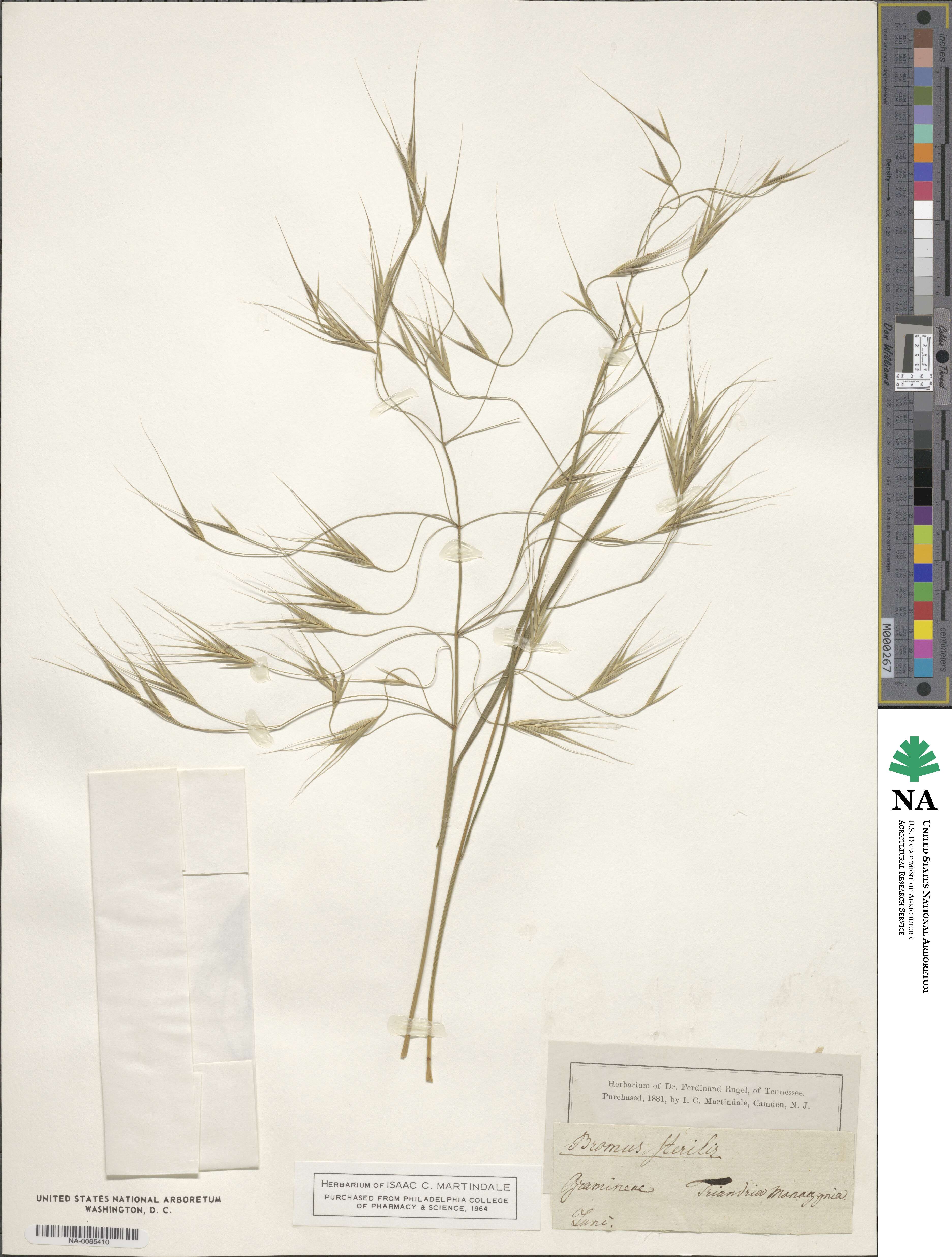 Bromus sterilis image