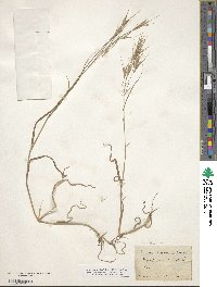 Bromus sterilis image