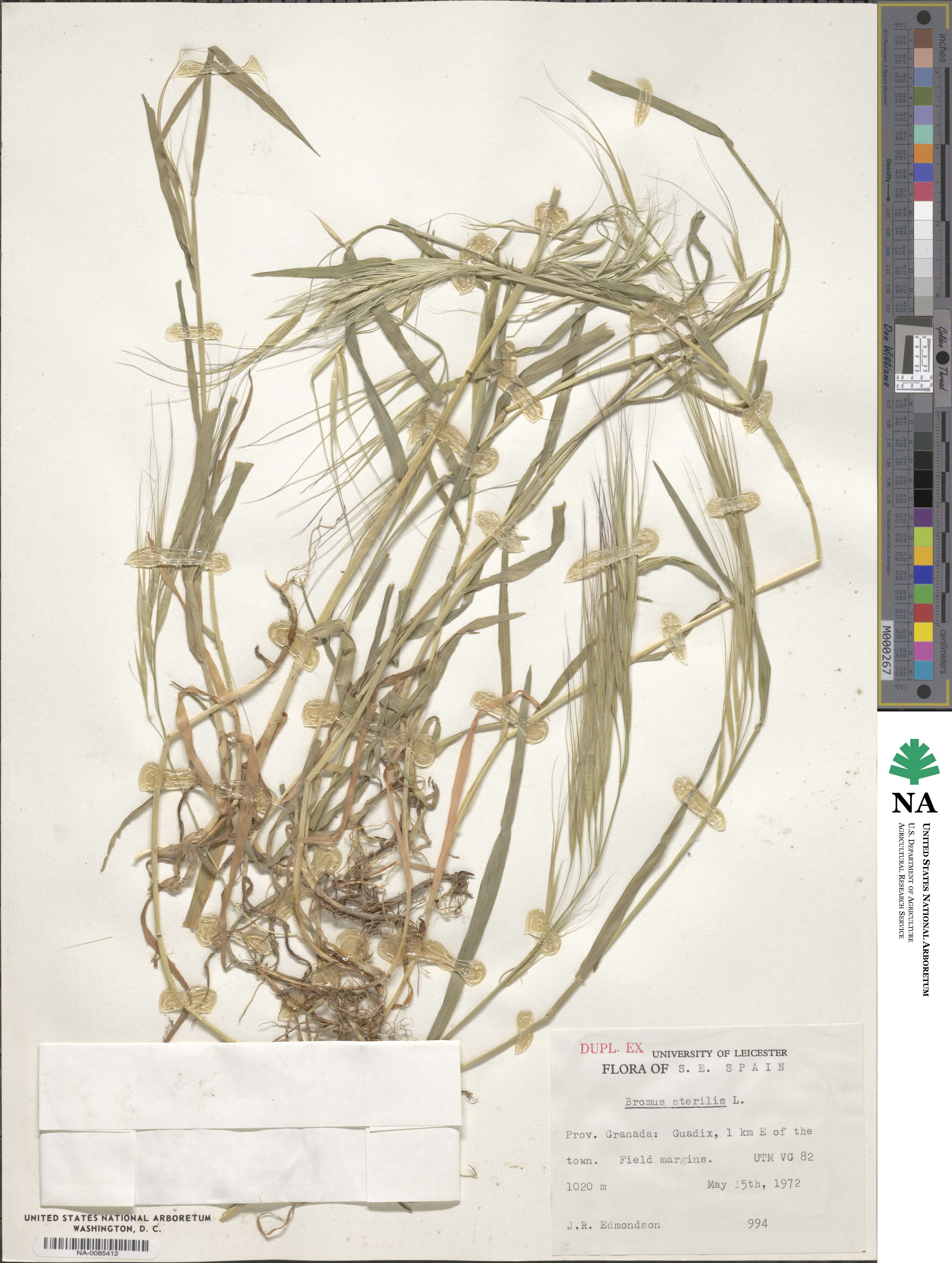 Bromus sterilis image