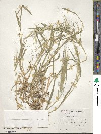 Bromus sterilis image