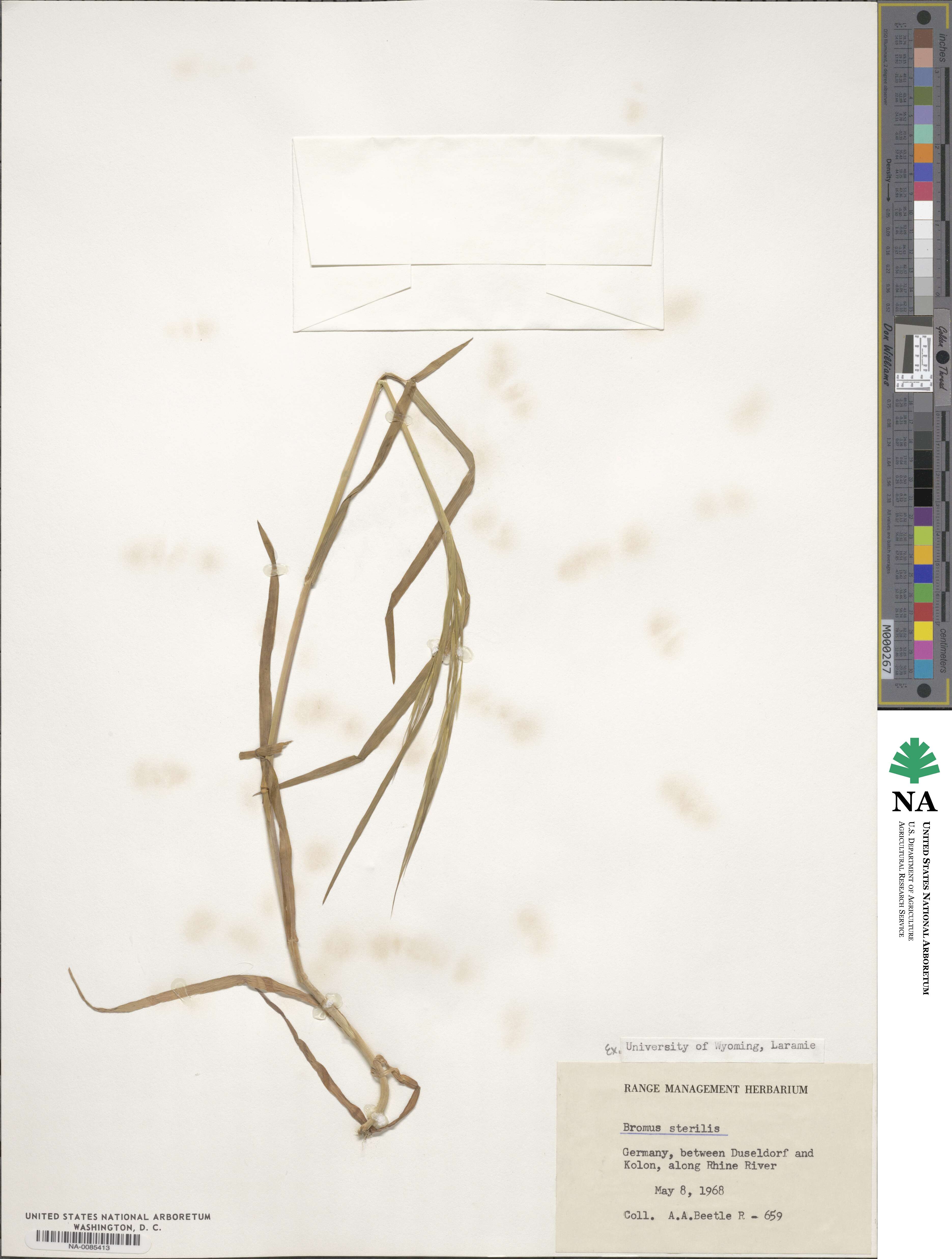 Bromus sterilis image