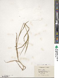 Bromus sterilis image