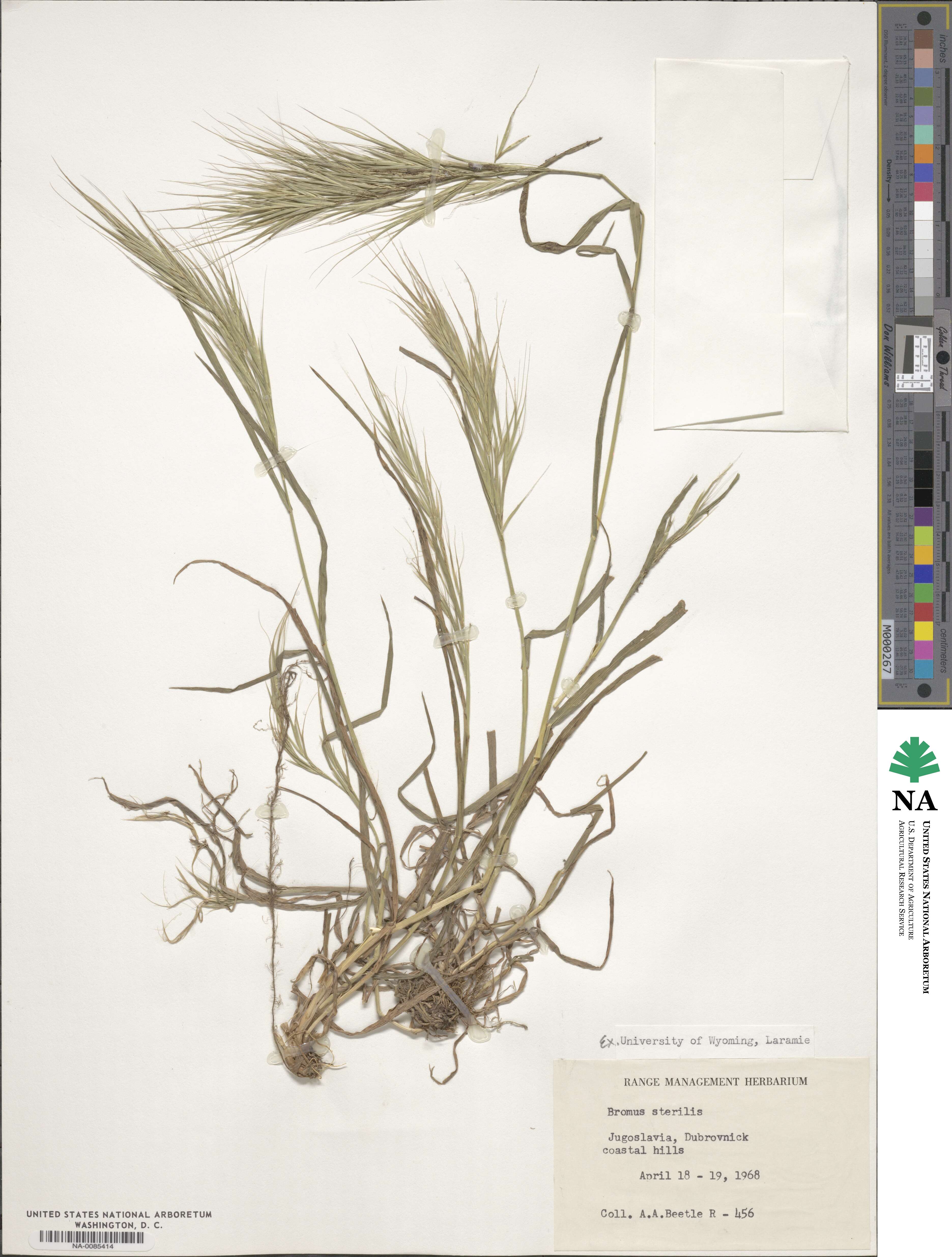 Bromus sterilis image