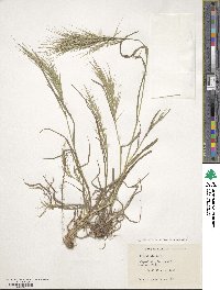 Bromus sterilis image