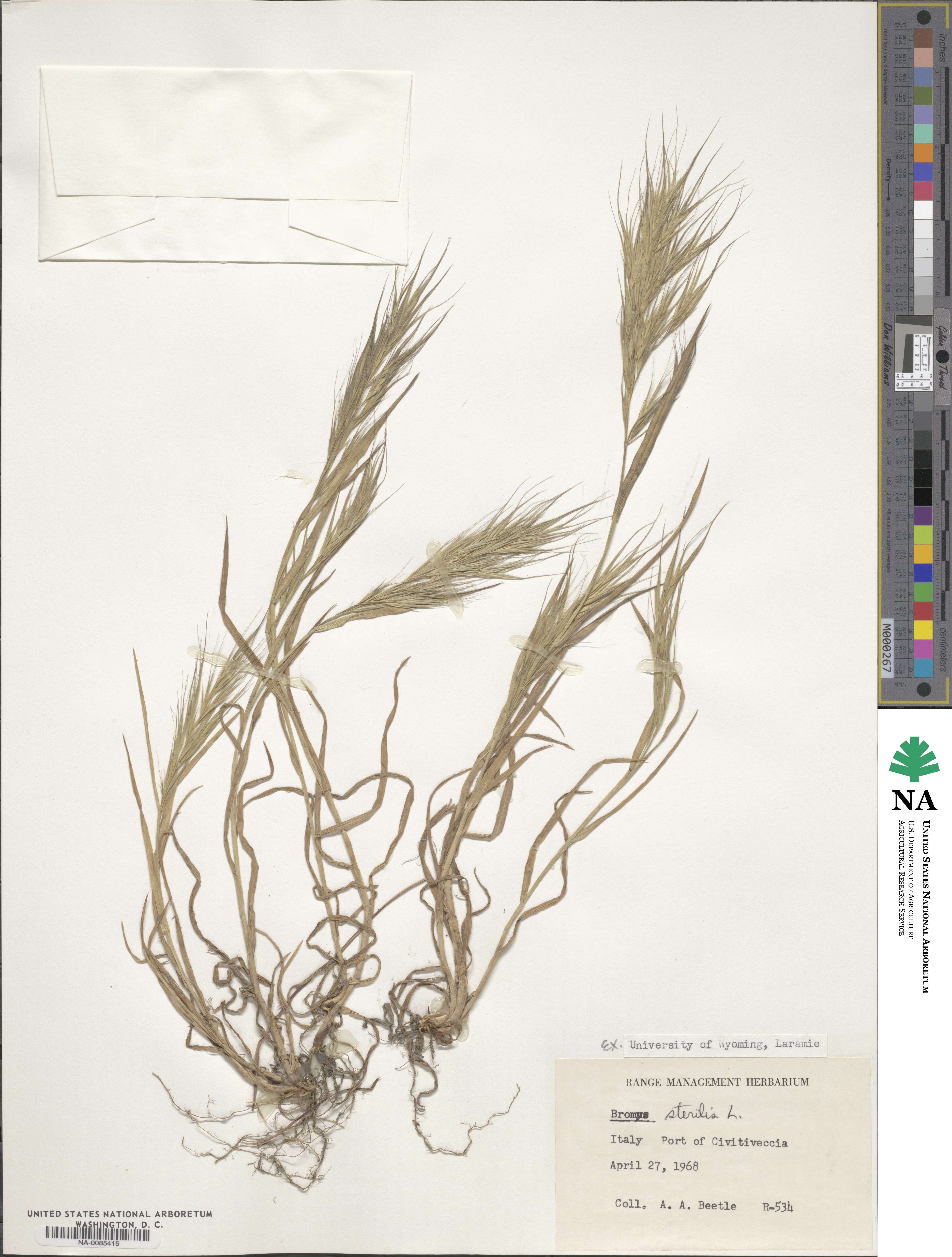 Bromus sterilis image