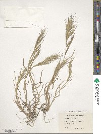 Bromus sterilis image