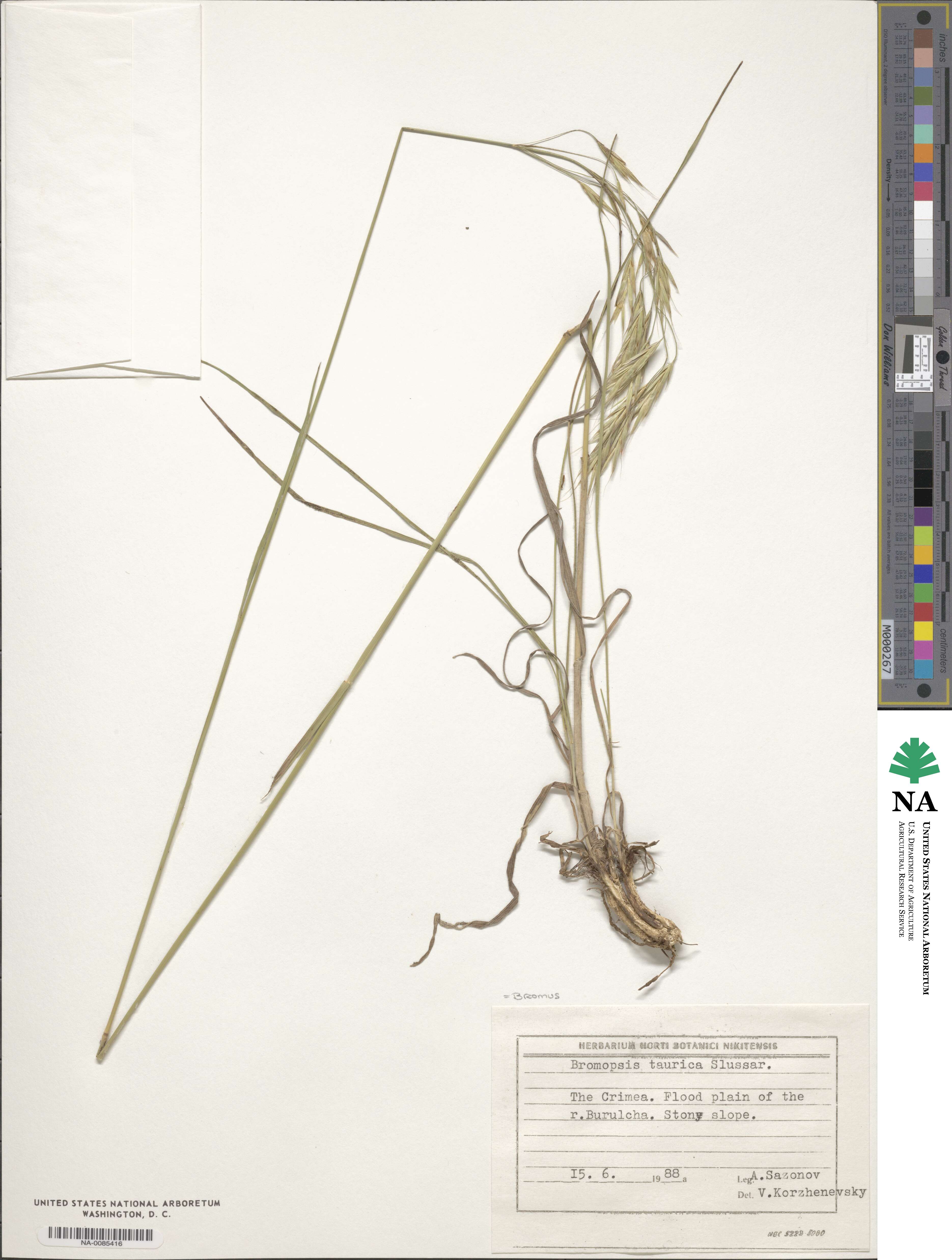 Bromus riparius image
