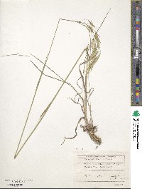 Bromus riparius image