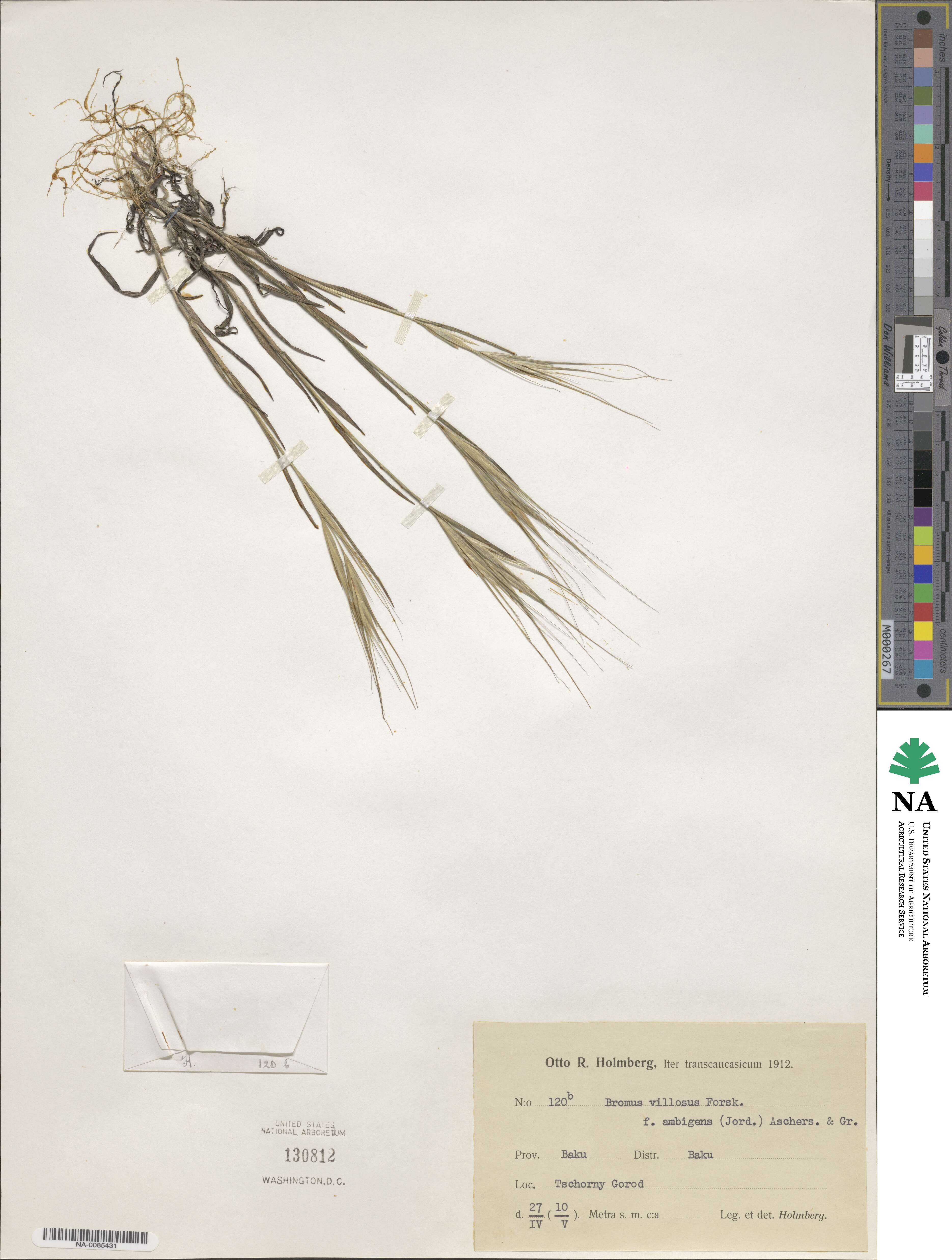 Bromus madritensis image