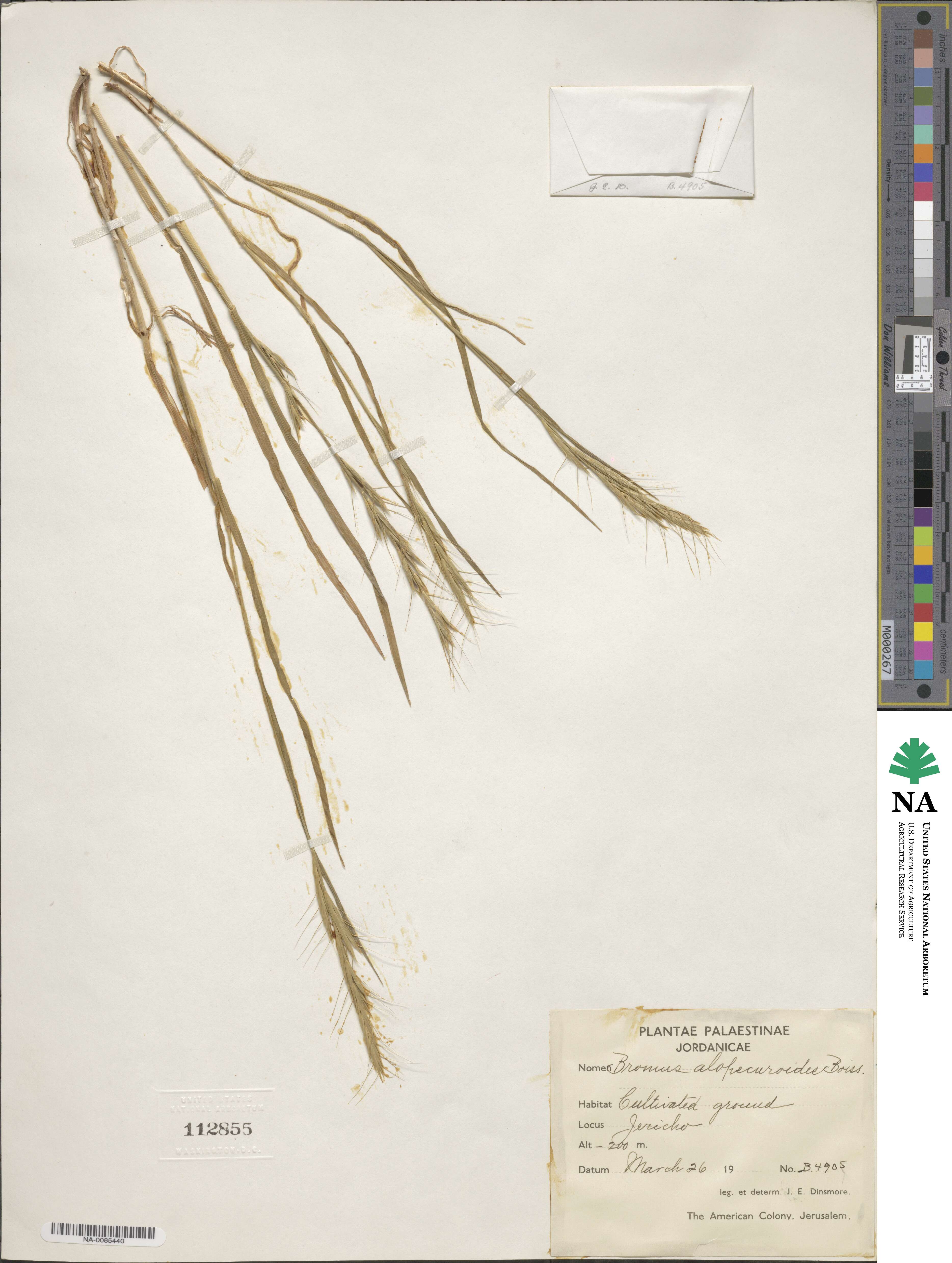 Bromus alopecuros image