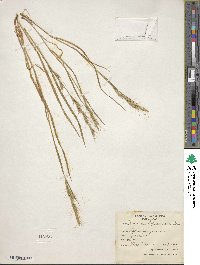 Image of Bromus alopecuros