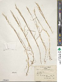 Bromus brachystachys image