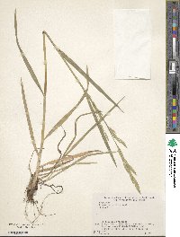 Bromus catharticus var. catharticus image