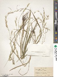 Bromus catharticus var. catharticus image