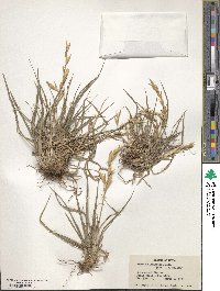 Bromus catharticus var. catharticus image