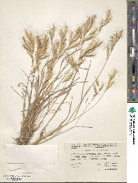 Bromus danthoniae image