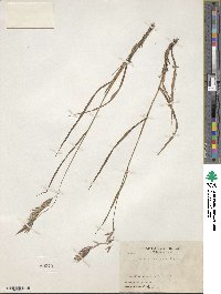 Image of Bromus formosanus