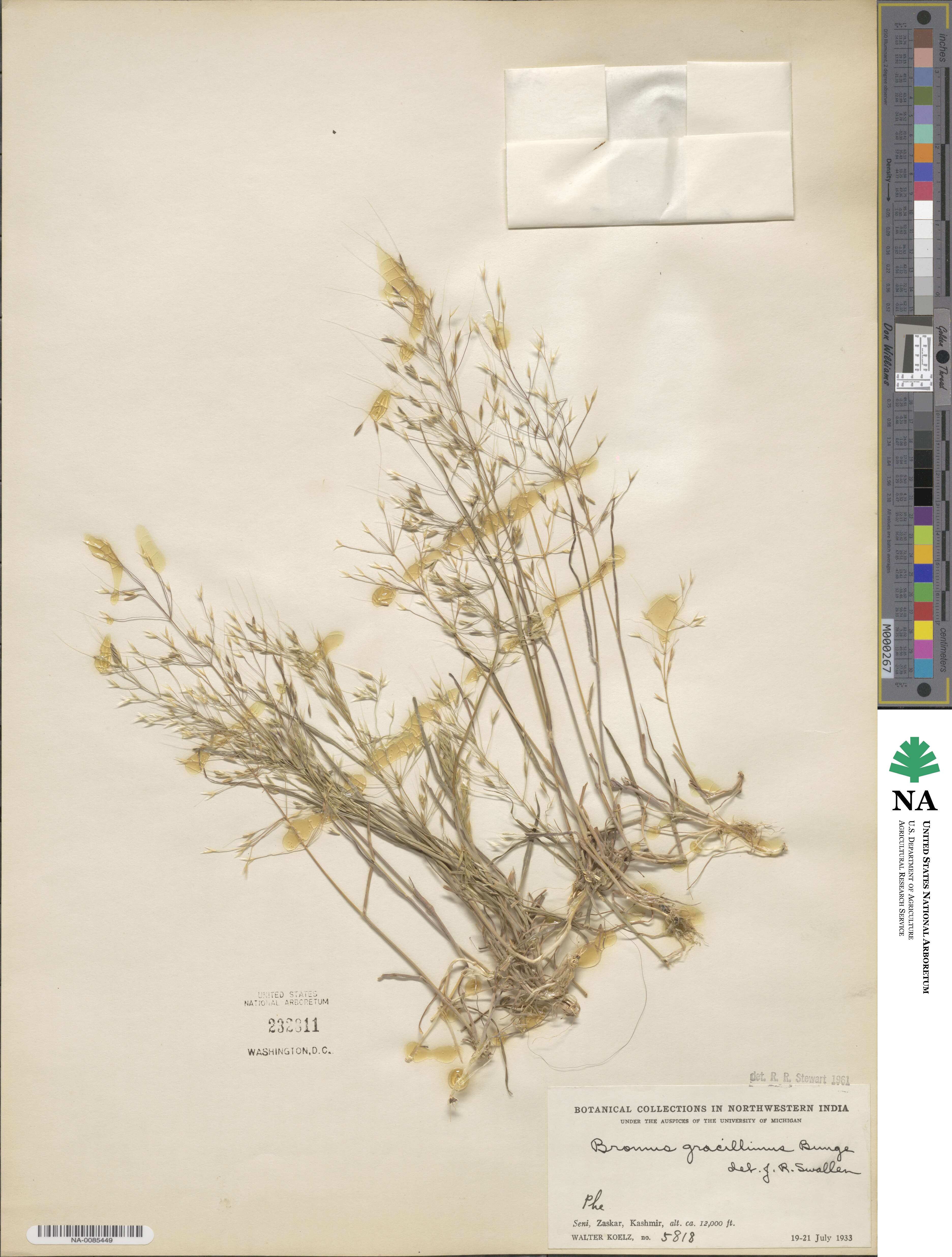 Bromus gracillimus image
