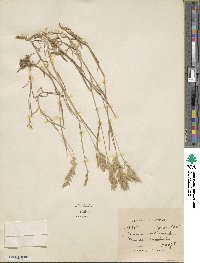 Bromus hordeaceus subsp. hordeaceus image