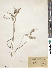 Bromus hordeaceus image