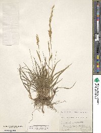 Bromus inermis image