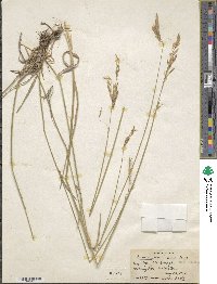 Bromus inermis image