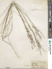 Bromus inermis image