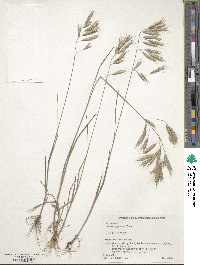 Bromus japonicus image