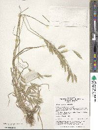 Bromus japonicus image