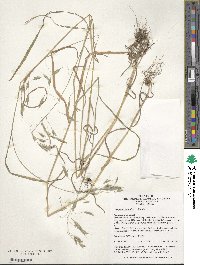 Bromus japonicus image